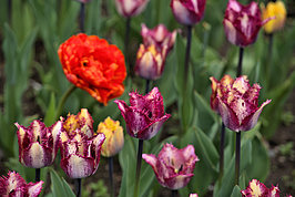 Bernhard Saalfeld - Tulpenpracht 2026 (7v9)